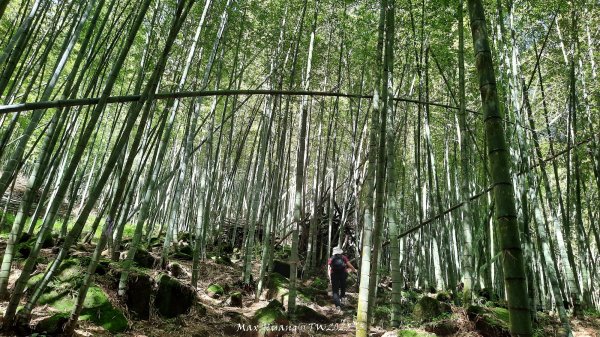 《南投》溪頭三秀｜溪頭山竹崙山志騰山O繞樟仔林林道202509212893448
