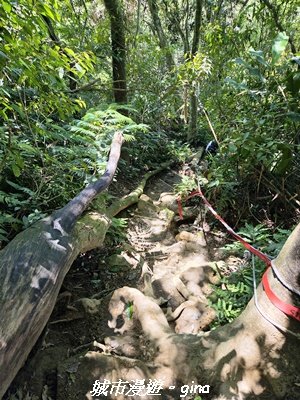 【桃園大溪】溪洲山步道(福山巖登山步道)3057158