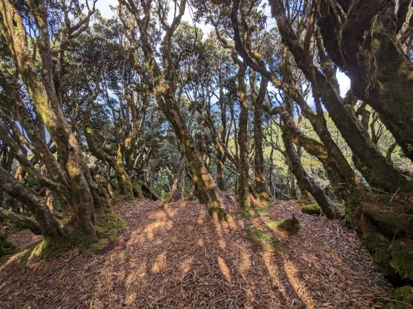 魯培山南插天山2357487