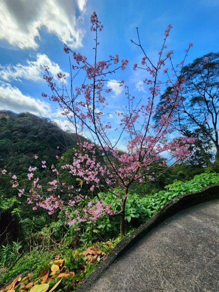 小百岳集起來-汐止大尖山2180985