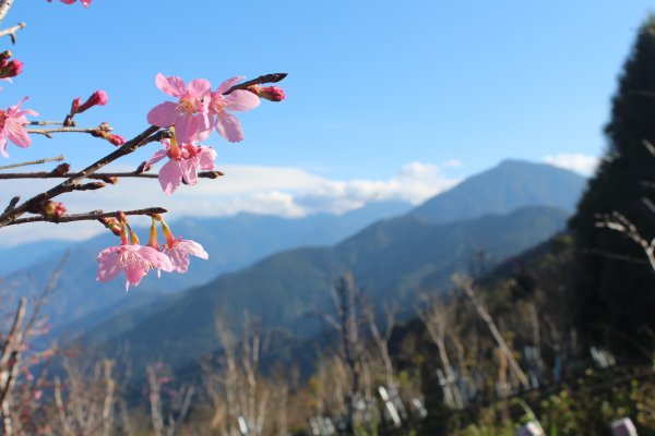 20220203高雄二集團櫻花公園順登二集團山1603617