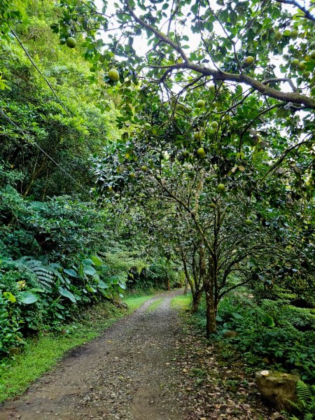 中坑古道(淡蘭中路)-新北市雙溪區2886230