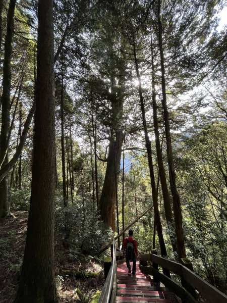 【樂山林道】鐵道遺跡、尤命神木、鹿坑山1650750