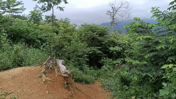 20250607 新竹竹東三山(樹杞林山 - 新具庄山 - 員崠子山)  O型2809064