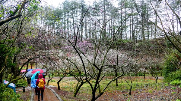 《青玉案・福壽山櫻》2712361