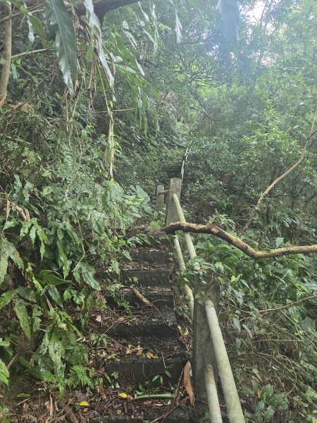 20260713跌死猴坑古道-瑞芳三小山3087594