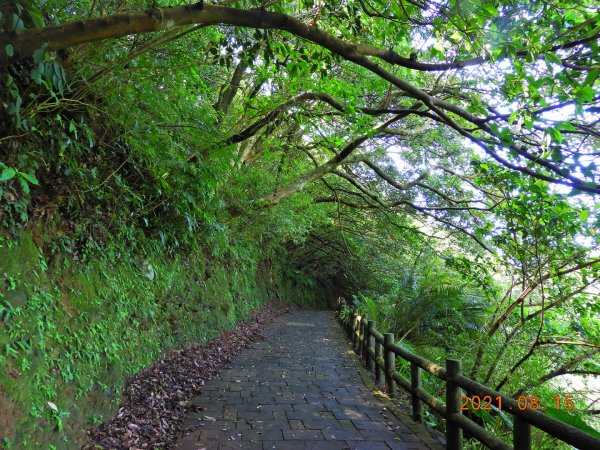 新北 石門 茶山步道、金寶山1436892