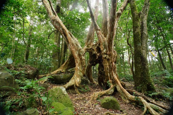 新竹 尖石 貴妃山、那結山2913591