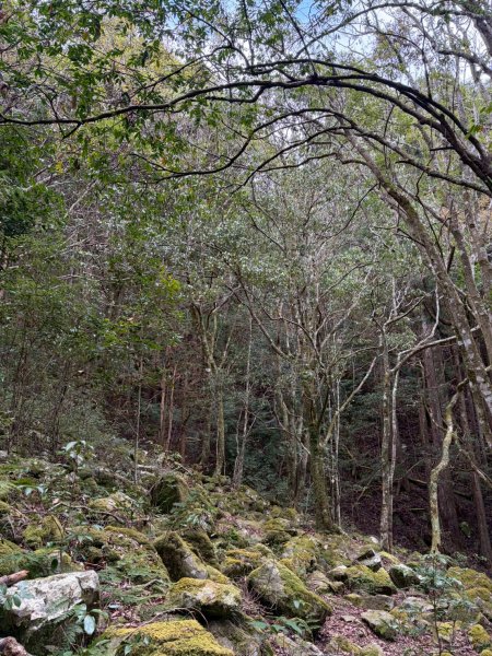 2026/02/08馬崙山3008151