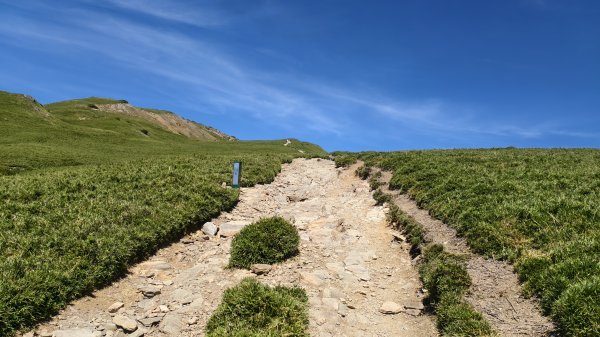 合歡山北峰 小溪營地 鷹角石 合歡北峰名樹2903412