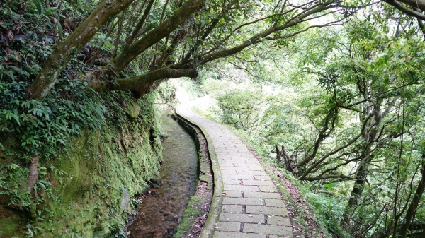 百年坪頂古圳與北五指山之草原驚艷45802