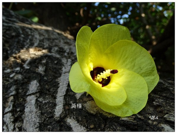 恒春黄槿の花開2906609