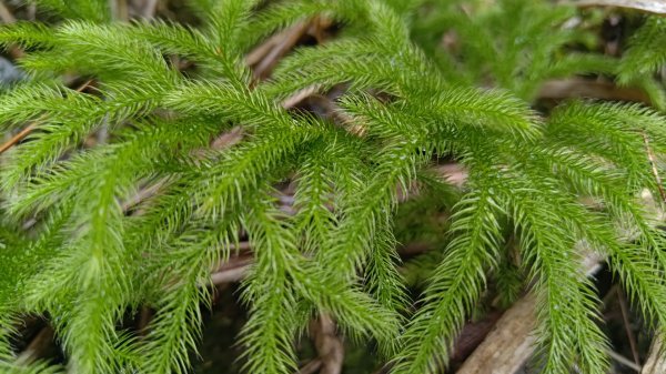 雪見遊戲區盡尾山二本松山2702682
