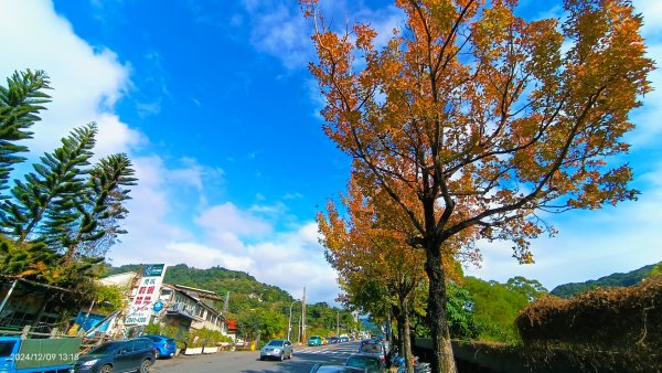 永公路落羽松/菁碧溪潺潺流水&至善路楓香紅了！2666379