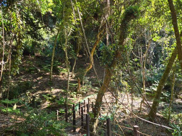 雪山坑登山步道~巨人之手2948728