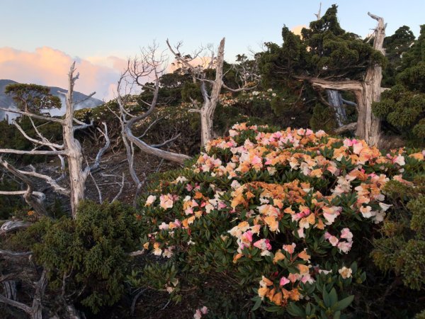 202505八大秀2874058