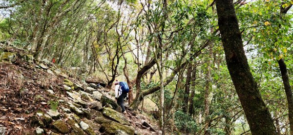 波津加山，太平蝙蝠洞延伸步道，福田賞桐生態步道，美崙山步道，台東鯉魚山2005043