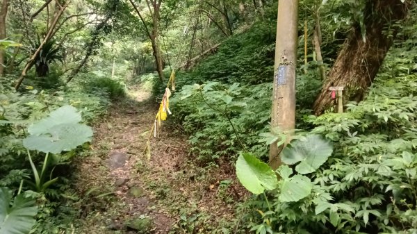 文山區草湳大榕樹-貓空圓山東北峰-貓空圓山-次格中繼站-貓空尖-二格山步道-草湳大榕樹3130190