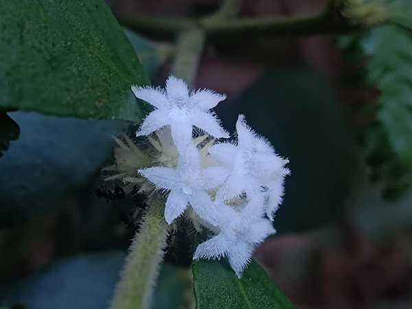 過大水的植物2630713