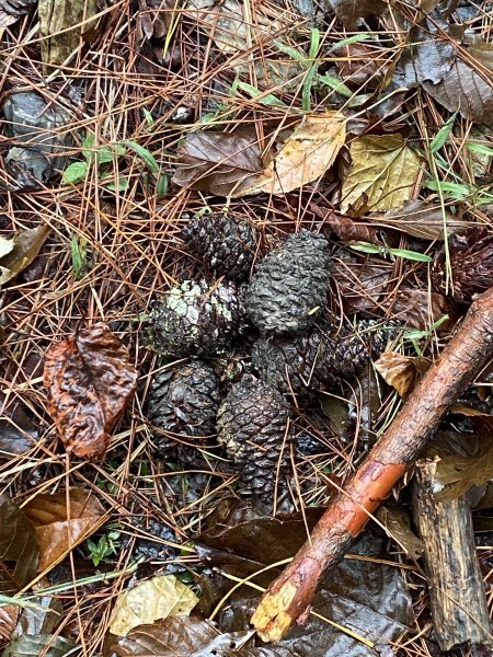 大霸尖山3日(2024.12.24~12.26)2813814