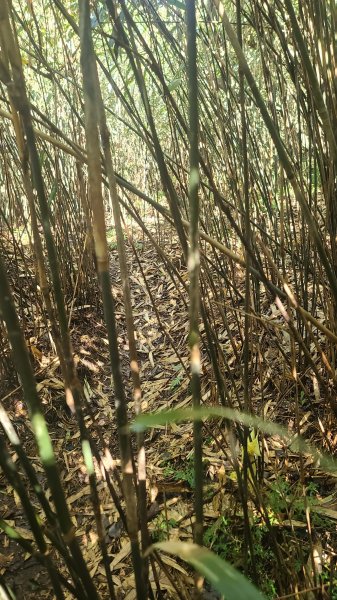 2026-0213 苗圃-凱達格蘭山-七星錐-七星山南峰-小油坑-竹子湖-水車寮步道-湖田猴崁步道-3005662