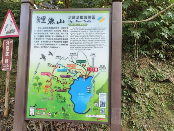 [漫遊縱谷 愛在花東-07/10] 2025_1012 花蓮鯉魚山步道群2913404