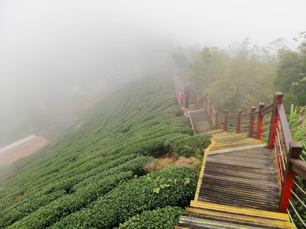 拾階而上的茶園風光。嘜走嘜走步道755144