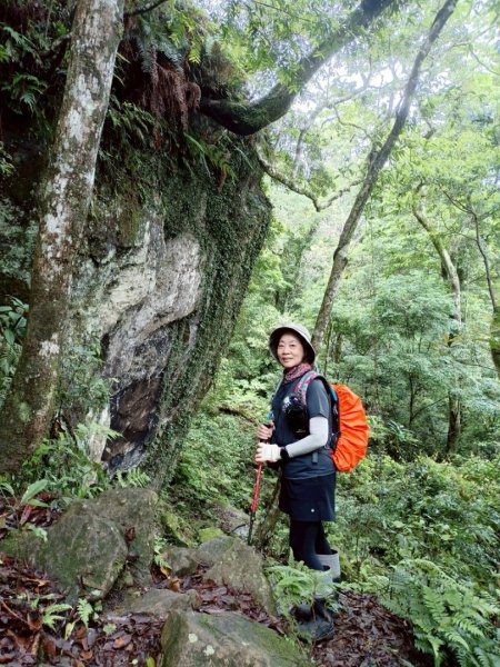 鵝公髻山採桃趣-202505302865291