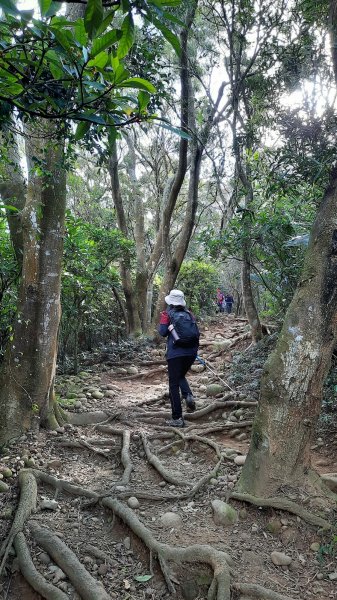 《新竹》古道巡禮｜觀日坪古道飛鳳山步道O型及關西東安古橋202111141514482