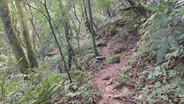 20240305坪頂古圳-登峰圳-內雙溪古道-瑪礁古道-大崎頭步道O繞2447217