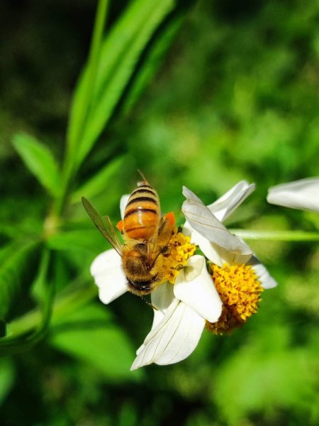 三義三通嶺-銅鑼杭菊（古道巡禮類環島小探險近25K）2957948