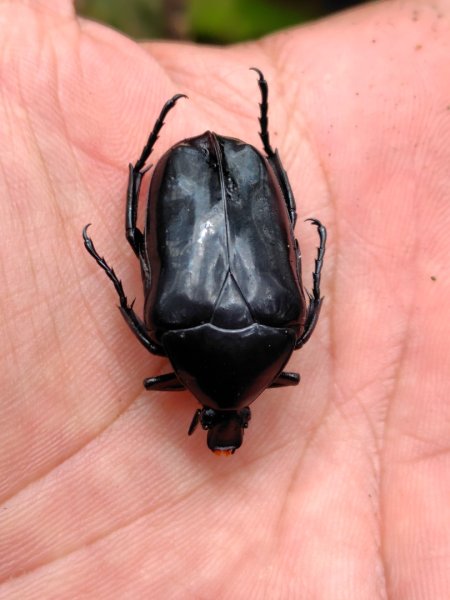 關刀山西峰 關刀山 關刀山東峰 西關刀山北峰 西關刀山北北峰2891014