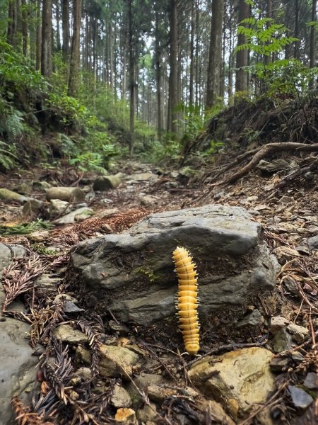 鵝公髻山-迷霧森林2768529