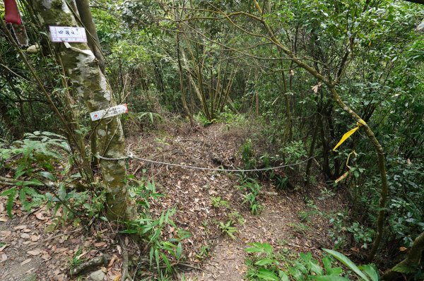 新北 烏來 烏來山、大桶山、四崁水山2829264