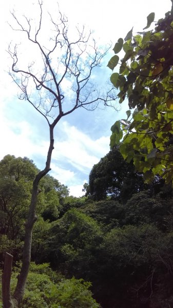 半嶺步道→陽峰古道→陽明公園→前山公園1028465