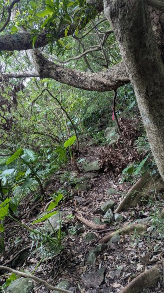 113.12.28小鷹尖-關山嶺-五八山-凌雲尖-龍女岩之旅2679359