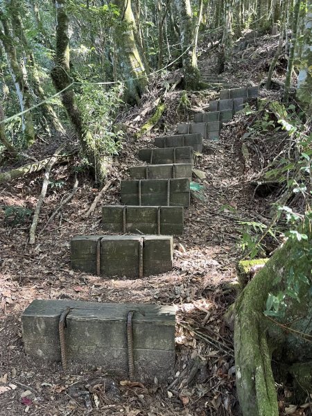 雪見大板根2959284