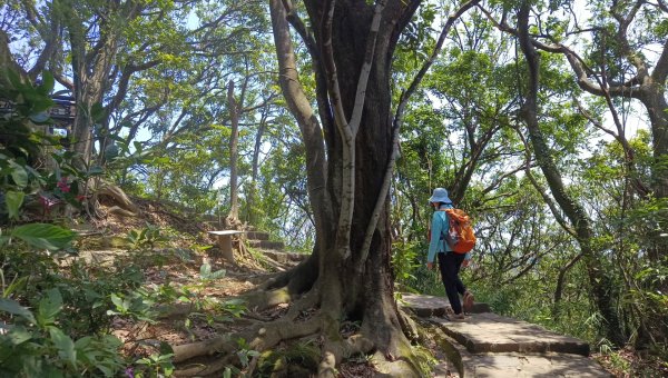 (姨婆趴趴走)第五十三集:台北內湖三山（白鷺鷥山、康樂山、明舉山）連走2774617