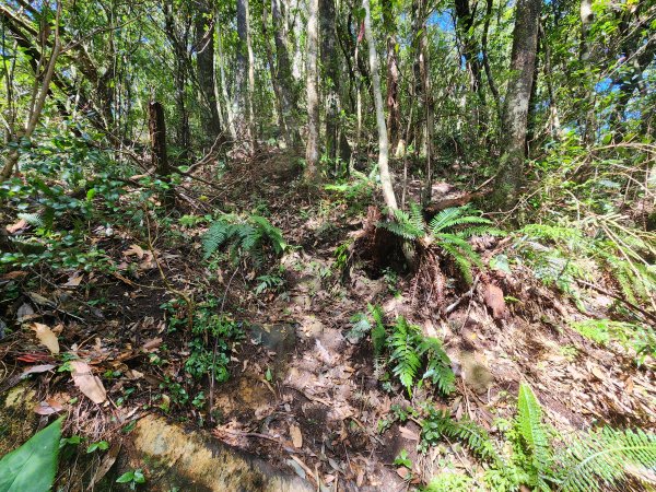 20250112貴妃山那結山外鳥嘴山蓮包山O型2727148