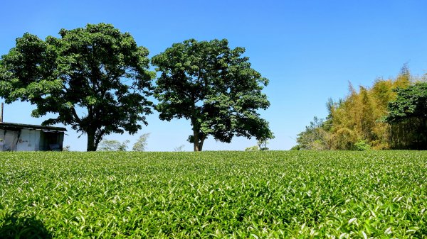 二延平步道。貿易戰2764943
