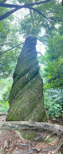 大坑1號和2號步道2826377