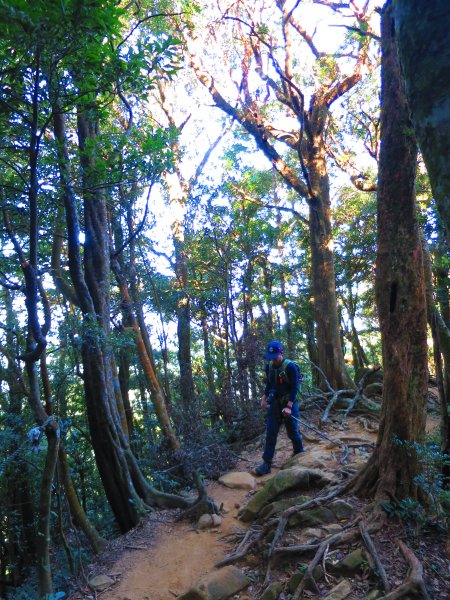 【新竹尖石】還記得北得拉曼山 這一季黃金山毛櫸的璀璨1183329