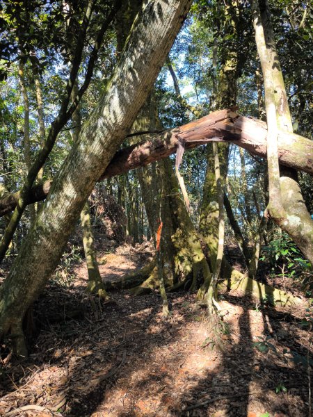 2025-12-21 武界山、獅凸魯山、橫屏山、橫屏山西峰2969692