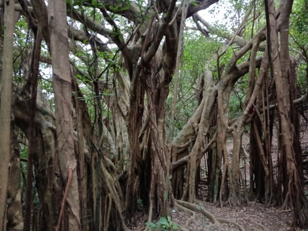 貢寮區蚊子坑古道+和美池+和美山+北勢坑古道2990861