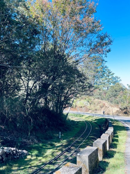 20251209 阿里山-小笠原觀景平台、祝山觀日步道2959810