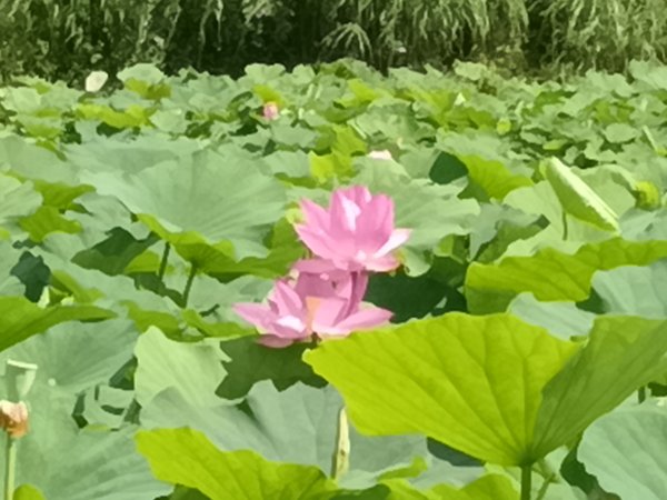 雙溪區彎穹夏日荷影2806534