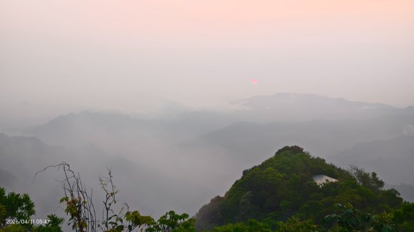 #山羌 #親子檔 #二格山 #日出 #雲海 #晨霧 4/113033433