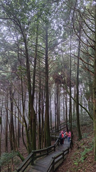 檜山巨木群2917995