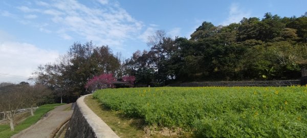 貓空樟樹步道2406654