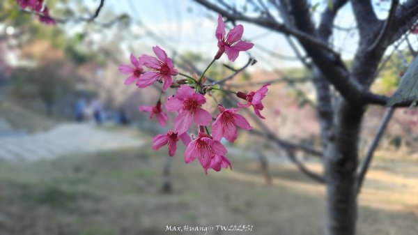 《彰化》桃李櫻美｜花壇虎山巖步道x大嶺巷富士櫻202503012723665